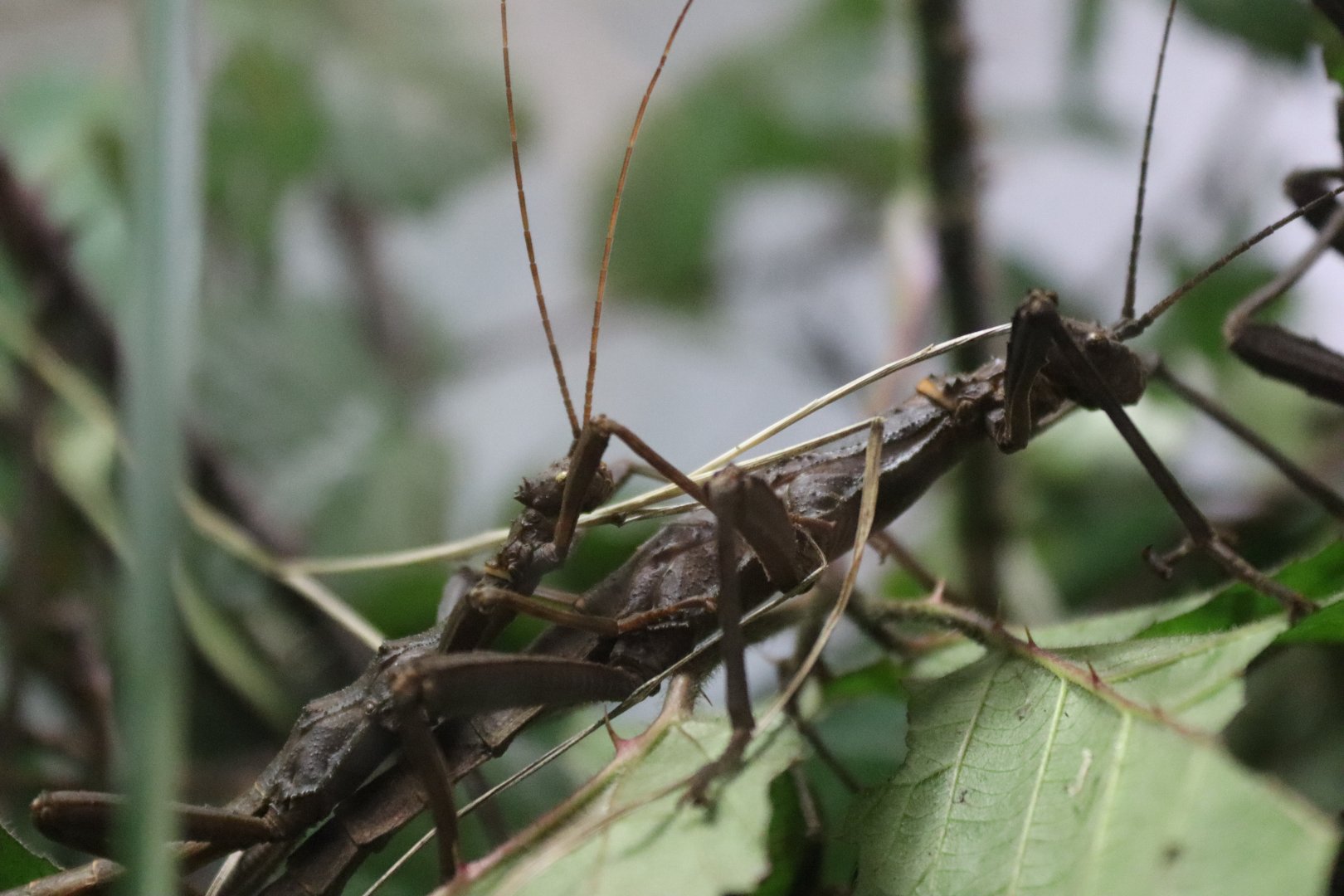 Trachyaretaon carmelae [Jan 2022]