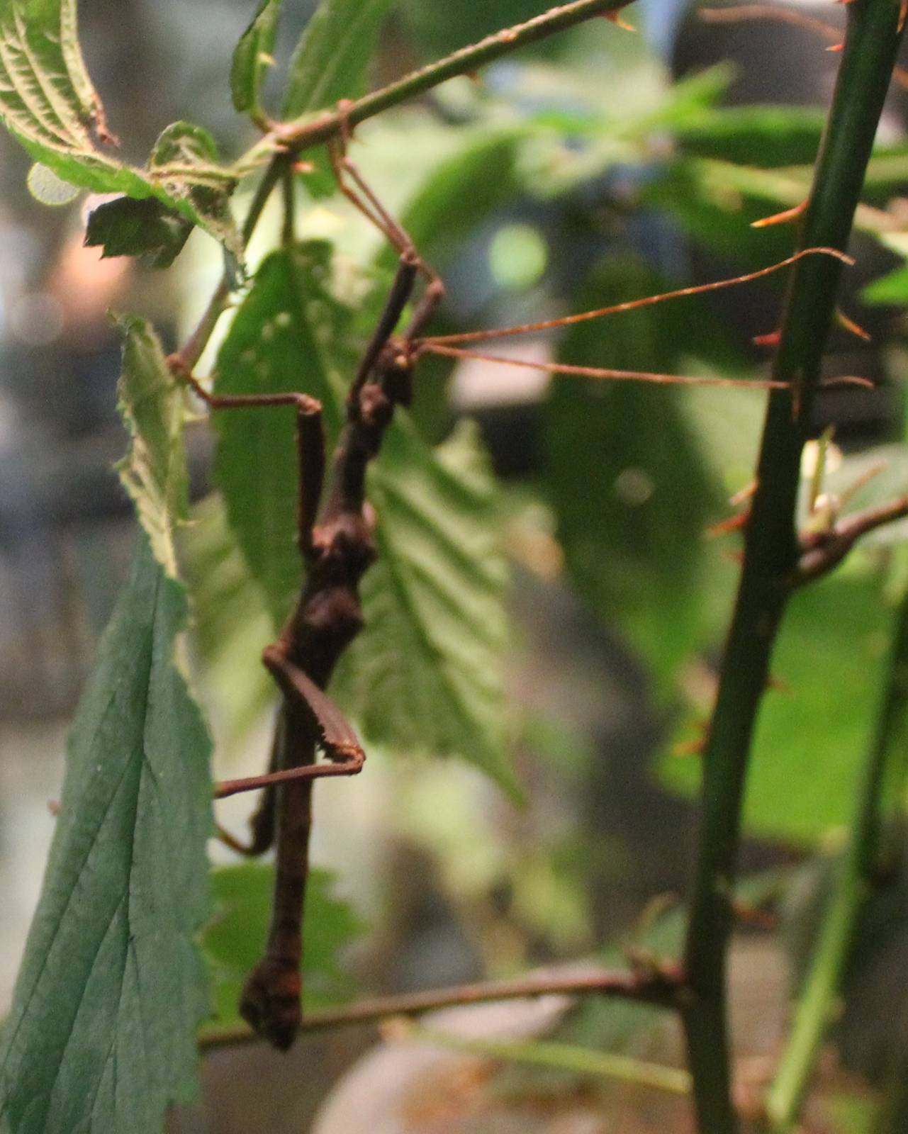 Trachyaretaon carmelae