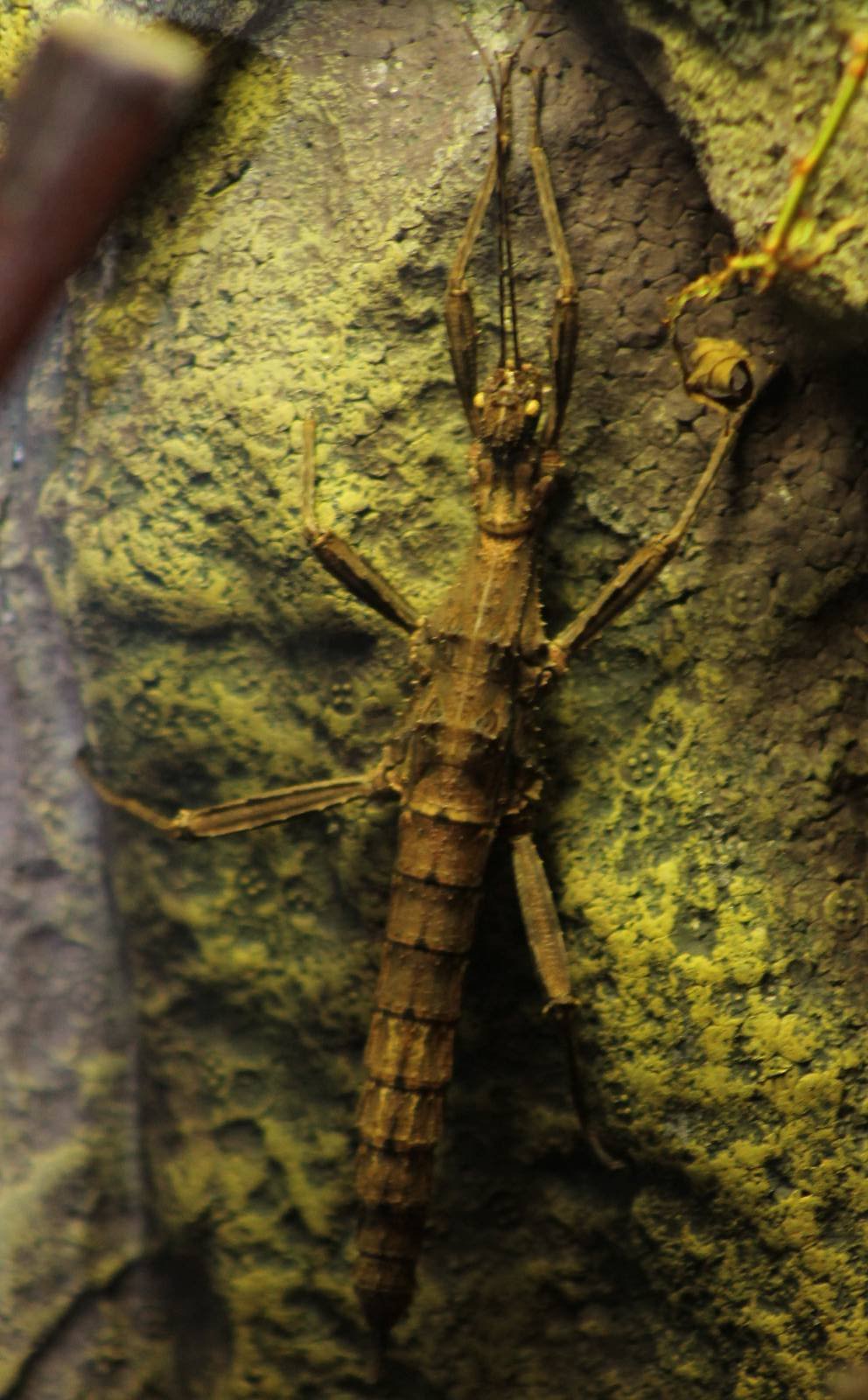 Trachyaretaon carmelea - stick insect