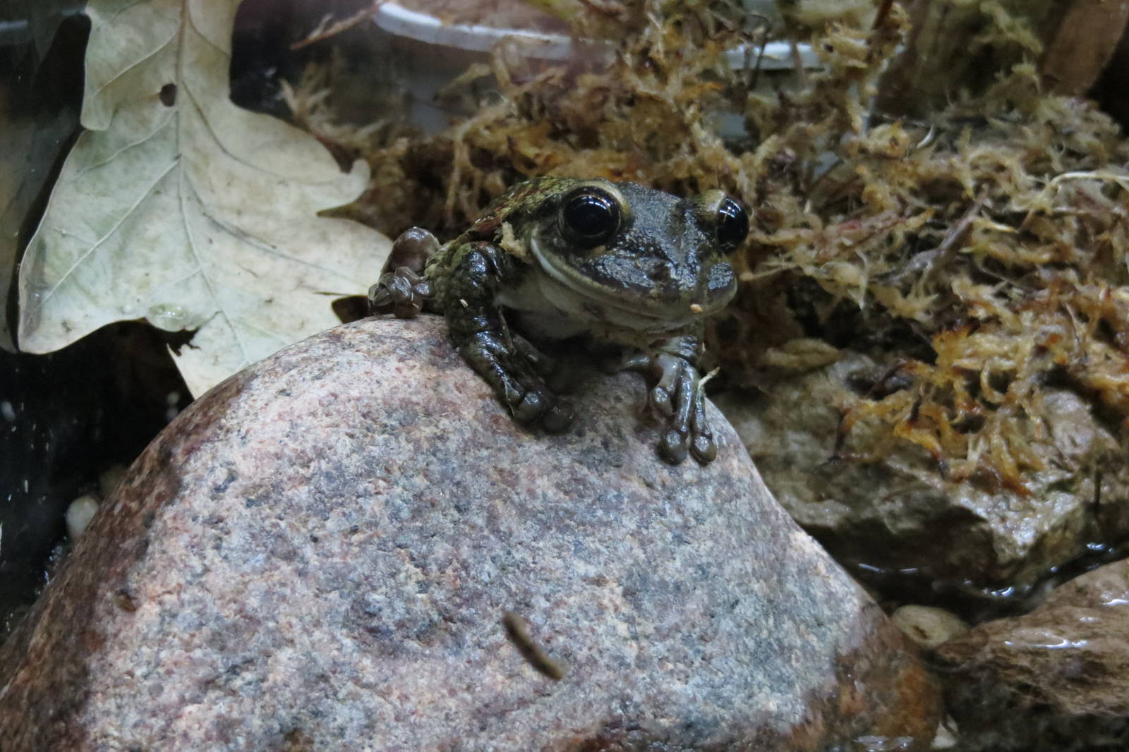 Trachycephalus nigromaculatus 101012