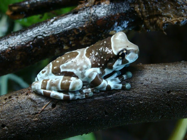 Trachycephalus resinifictrix