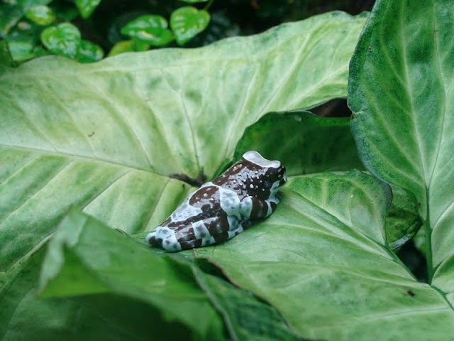 Trachycephalus resinifictrix