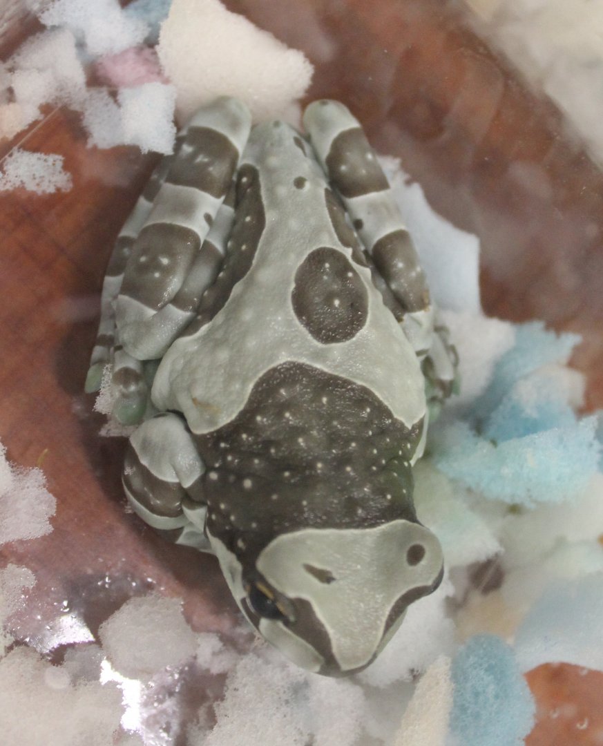 Trachycephalus resinifictrix