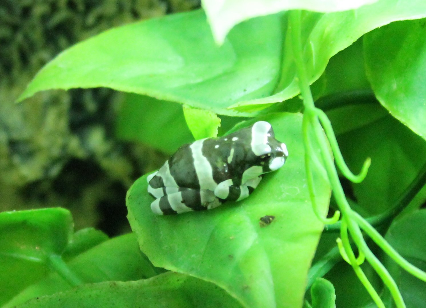 Trachycephalus resinifictrix