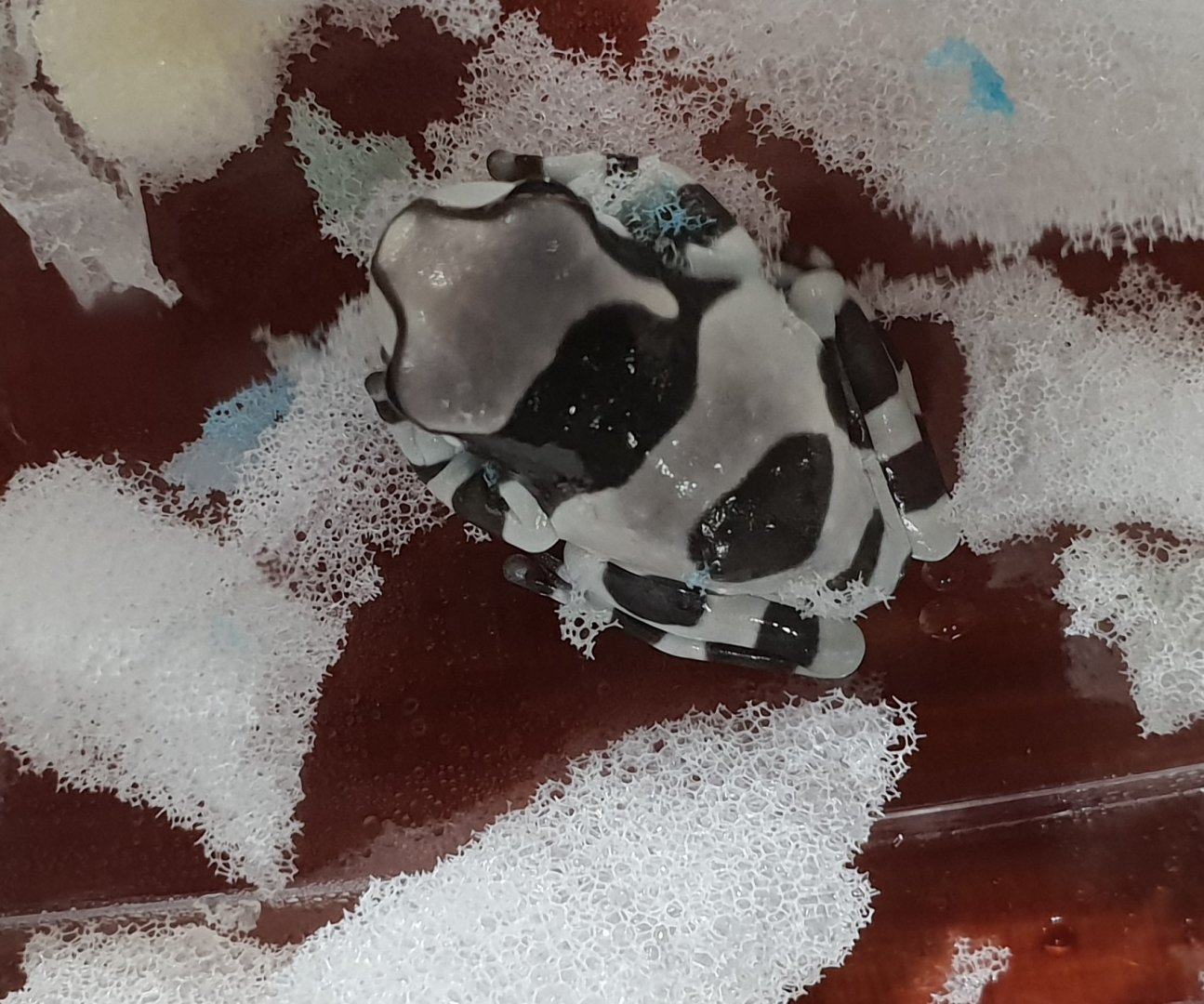 Trachycephalus resinifictrix