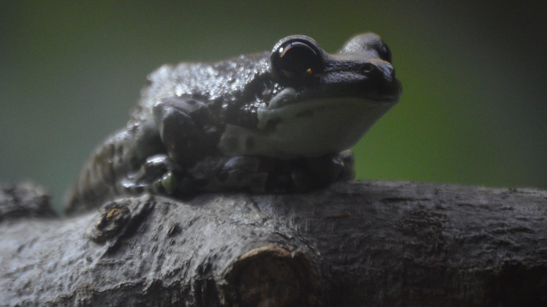 Trachycephalus resinifictrix