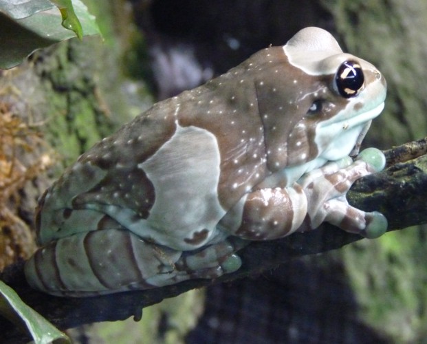 Trachycephalus resininfictrix