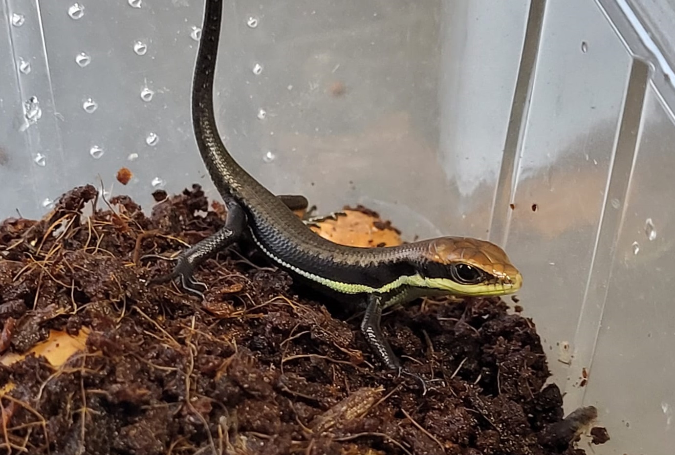 Trachylepis affinis - freshly hatched