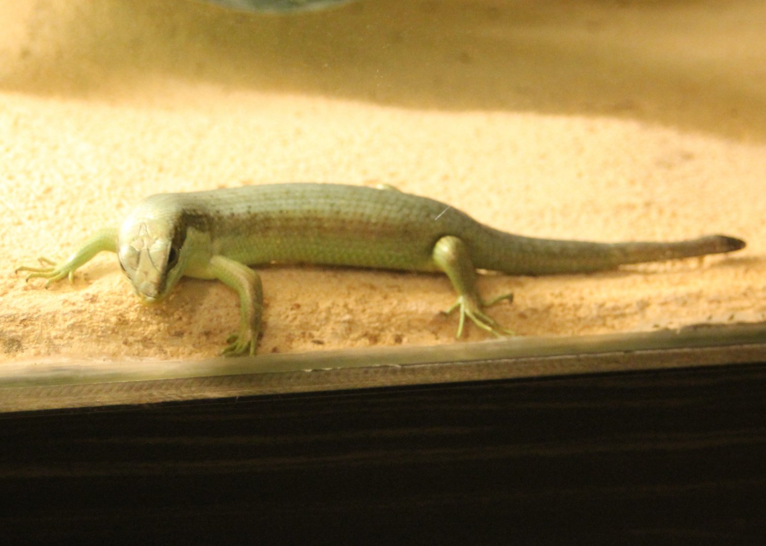 Trachylepis affinis