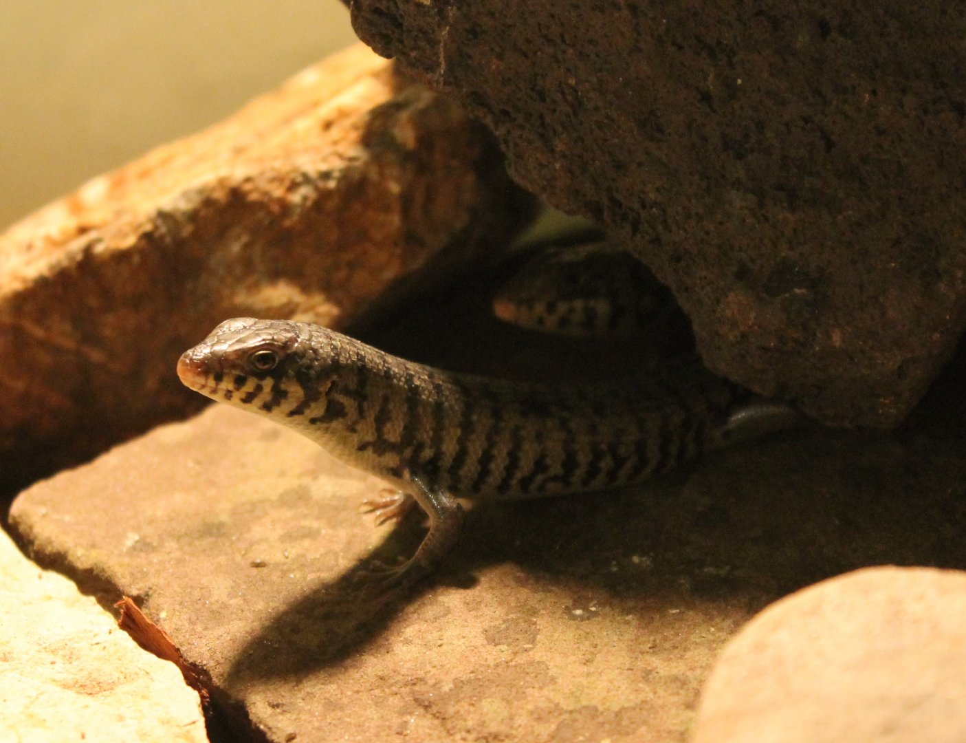 Trachylepis dichroma