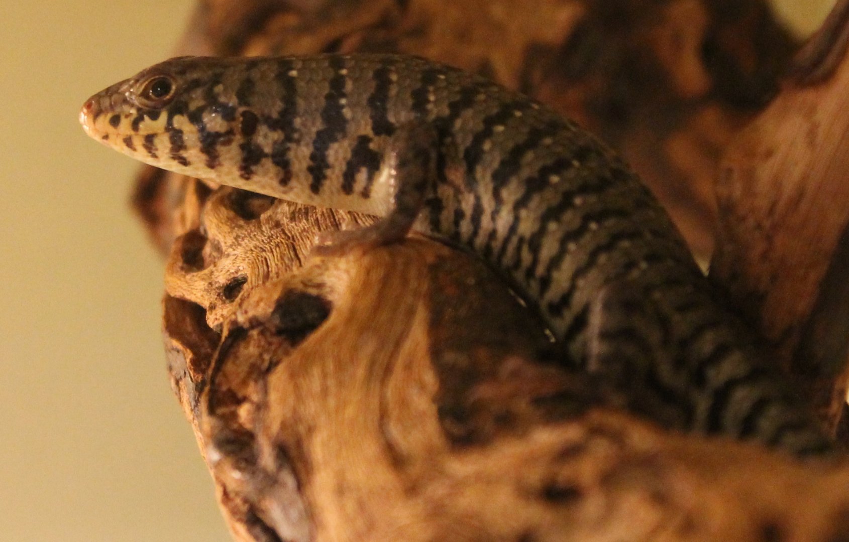 Trachylepis dichroma