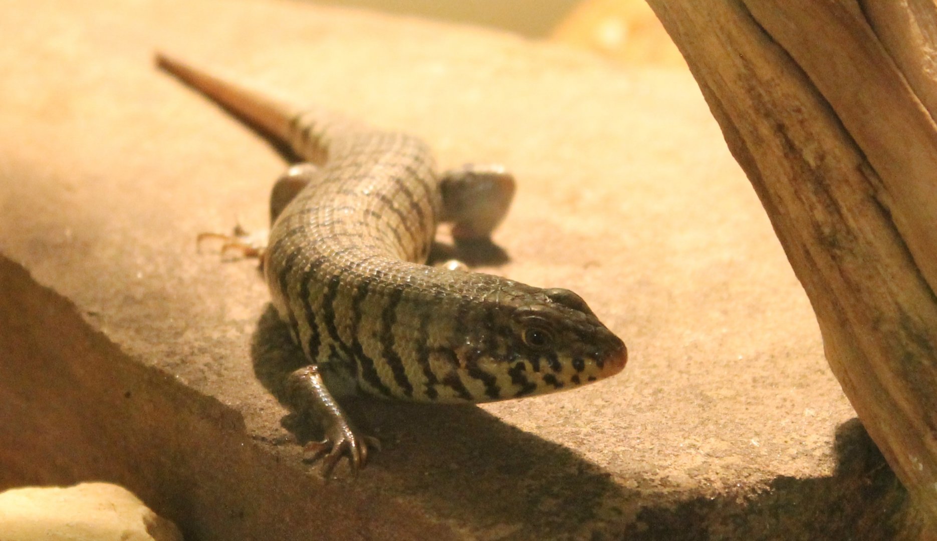 Trachylepis dichroma