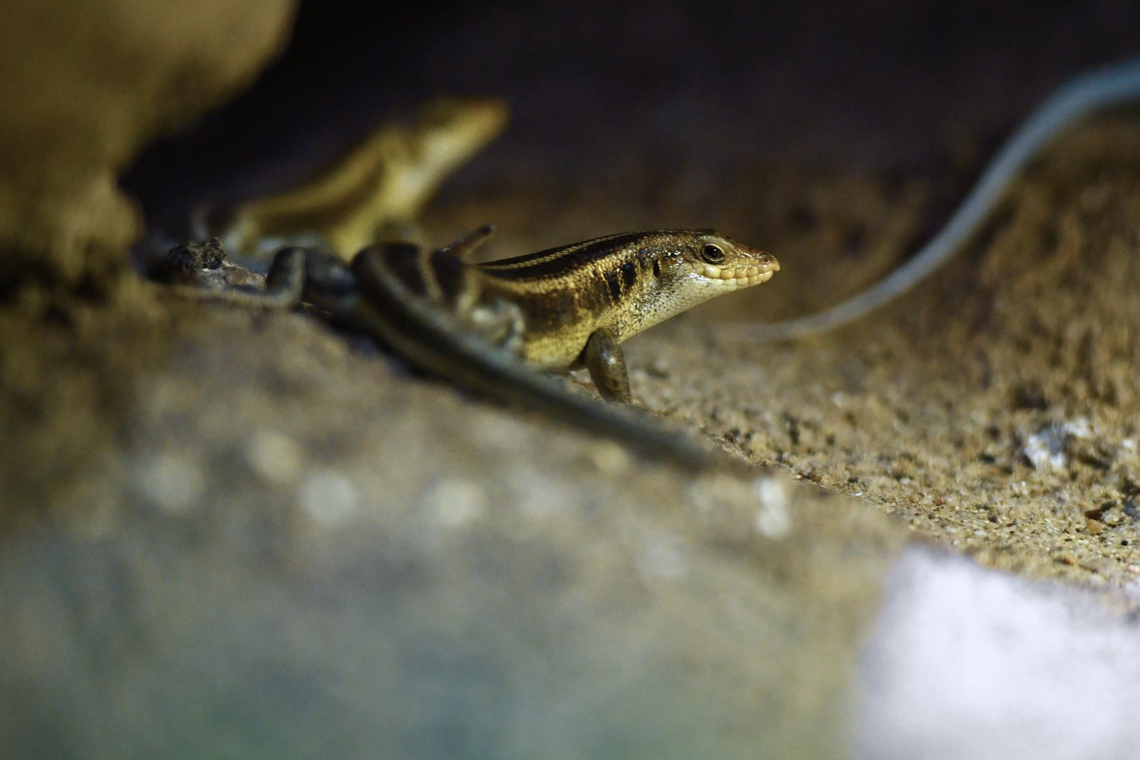 Trachylepis margaritifer