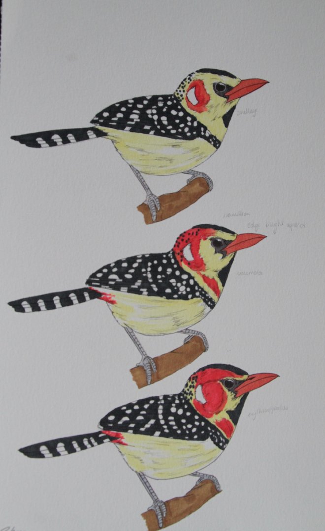 Trachyphonus erythrocephalus