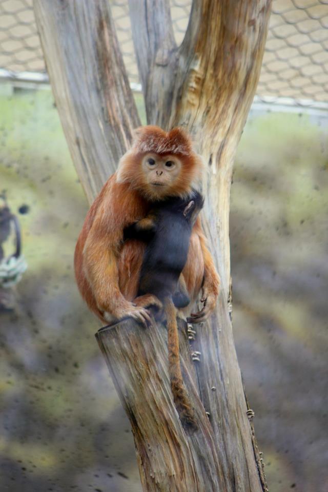 Trachypithecus auratus