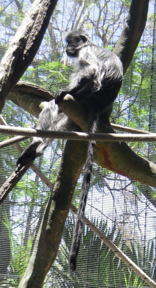 Trachypithecus cristatus