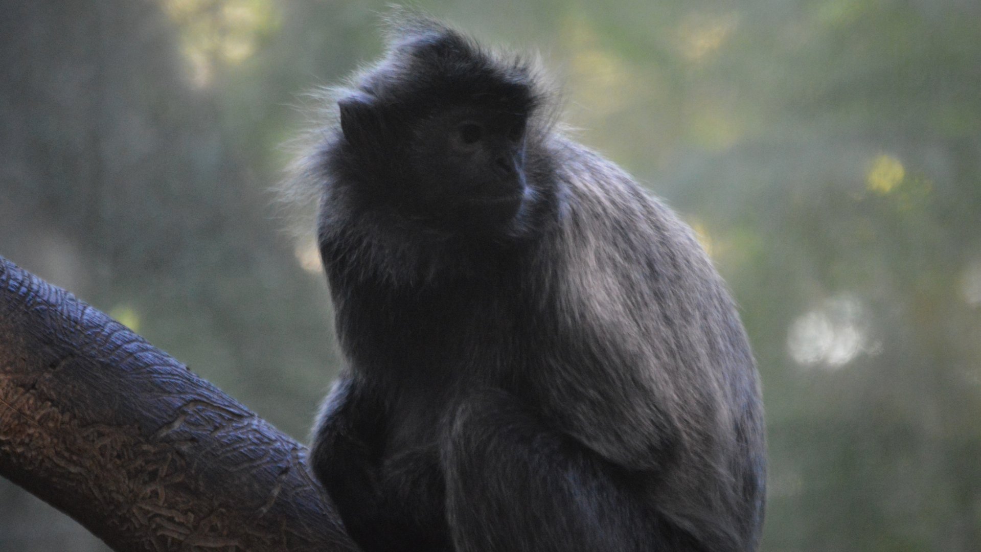 Trachypithecus cristatus