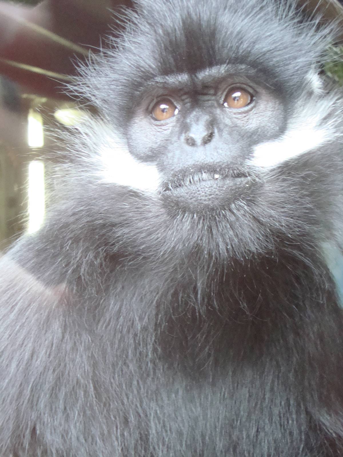 Trachypithecus francoisi francoisi