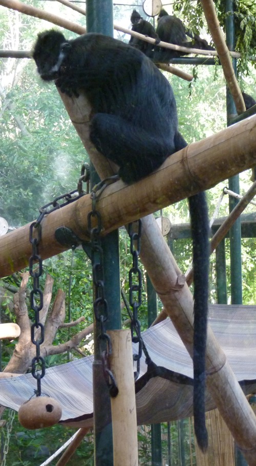 Trachypithecus francoisi