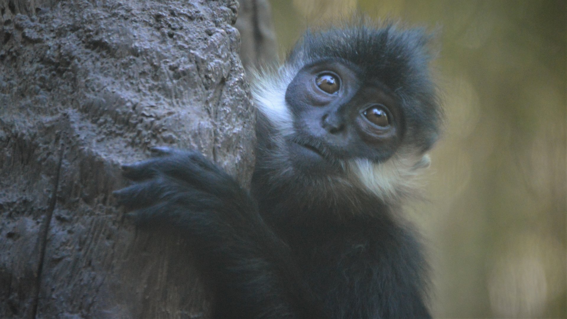 Trachypithecus francoisi