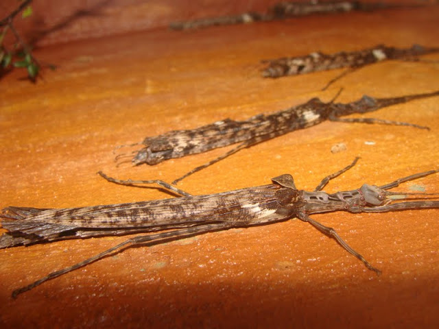 Trachythorax maculicollis