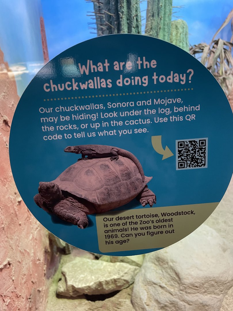 Tracking Chuckwallas!