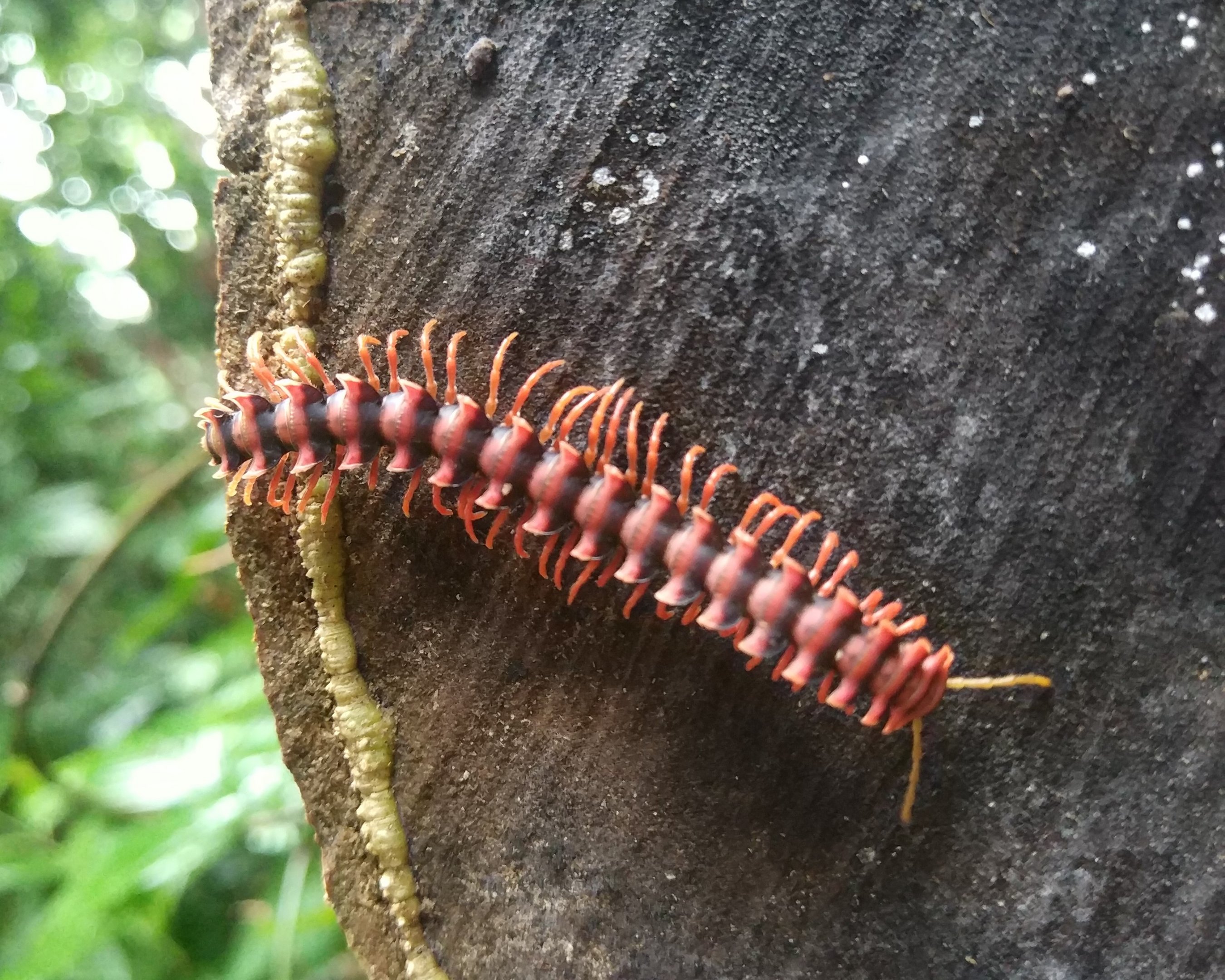 Tractor Millipede - Danum