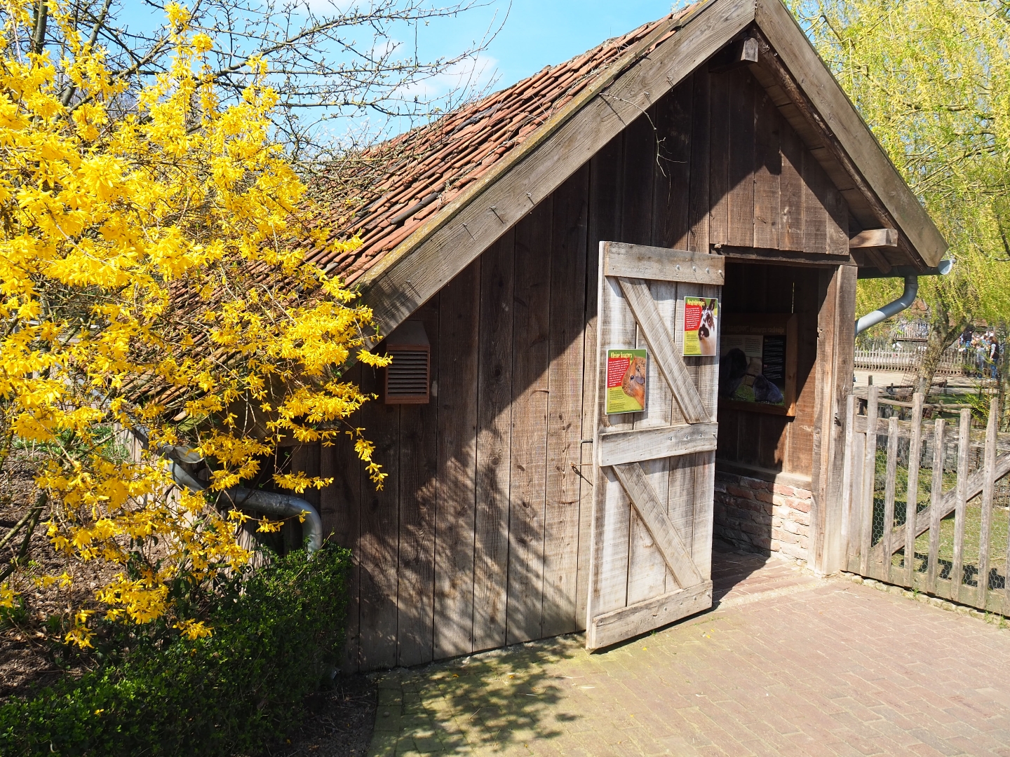 Traditional Limburg farm yard - Domestic guinea pig and rabbit barn, 2019-03-30