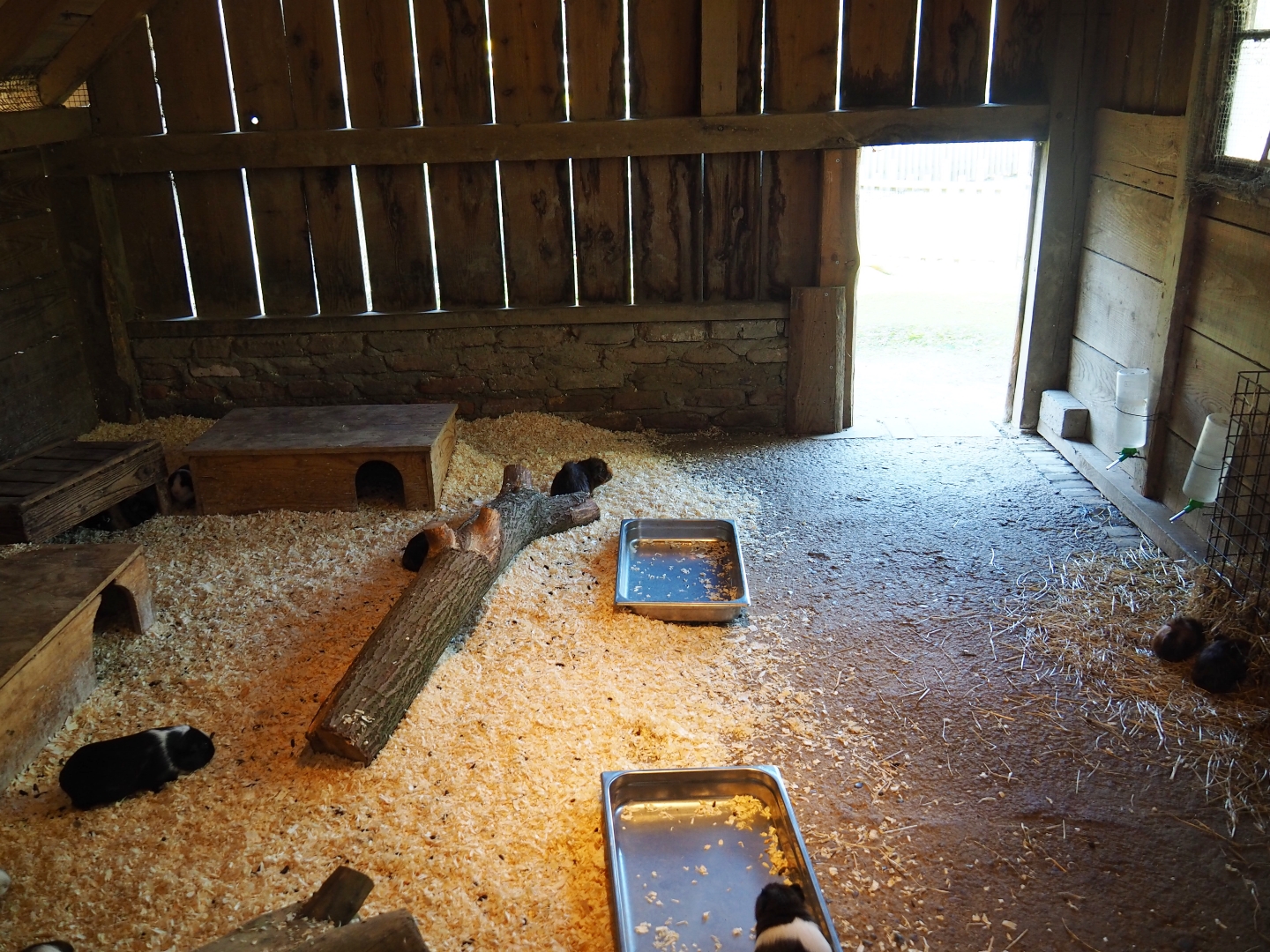 Traditional Limburg farm yard - Domestic guinea pig and rabbit barn indoors, 2019-03-30