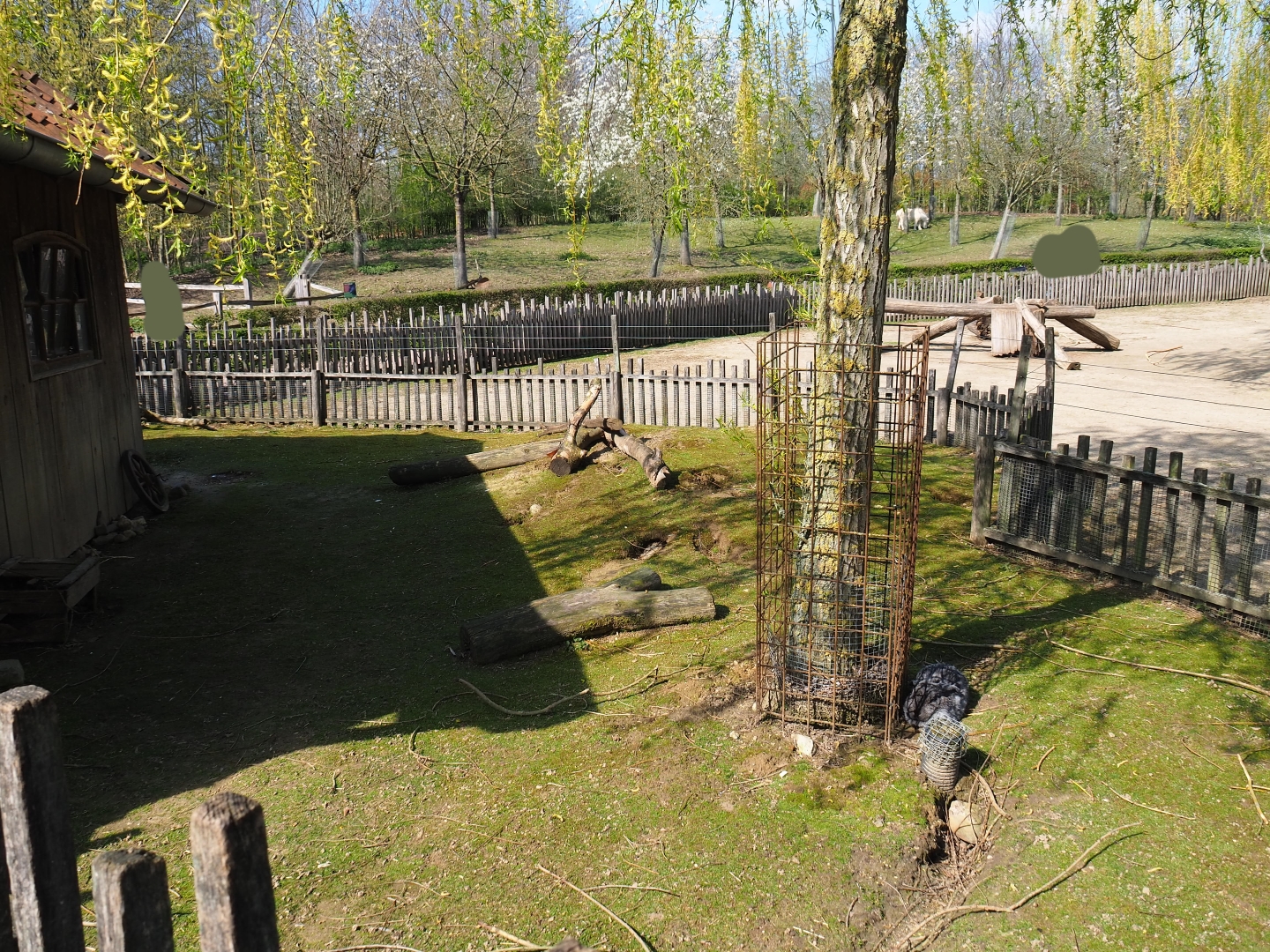 Traditional Limburg farm yard - Domestic guinea pig and rabbit pen, 2019-03-30
