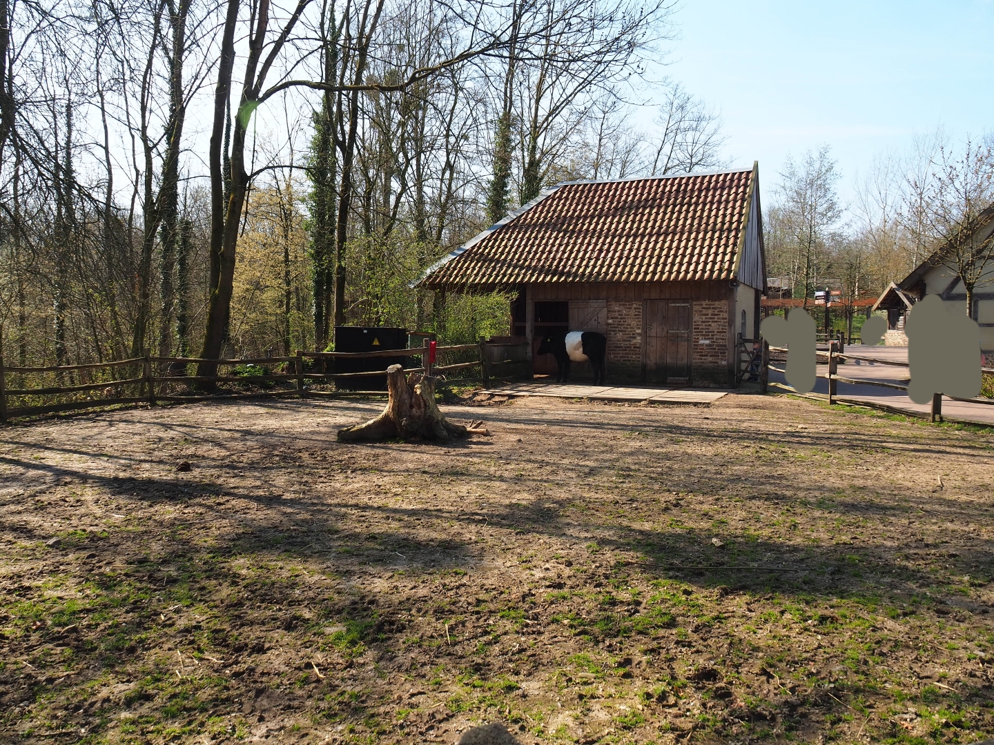 Traditional Limburg farm yard - Miniature donkey paddock, 2019-03-30