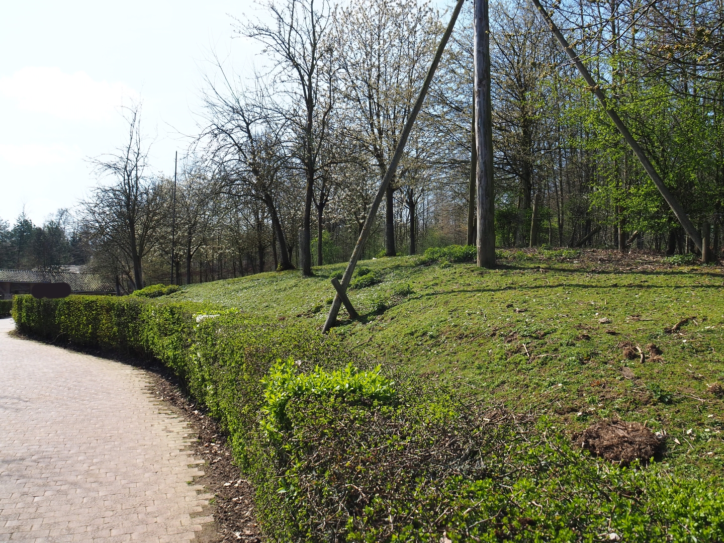 Traditional Limburg farm yard  - Shetland pony paddock, 2019-03-30