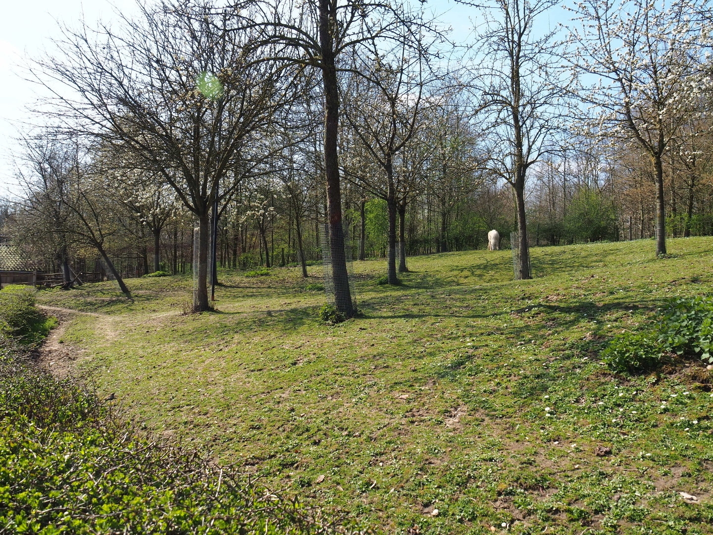 Traditional Limburg farm yard  - Shetland pony paddock, 2019-03-30