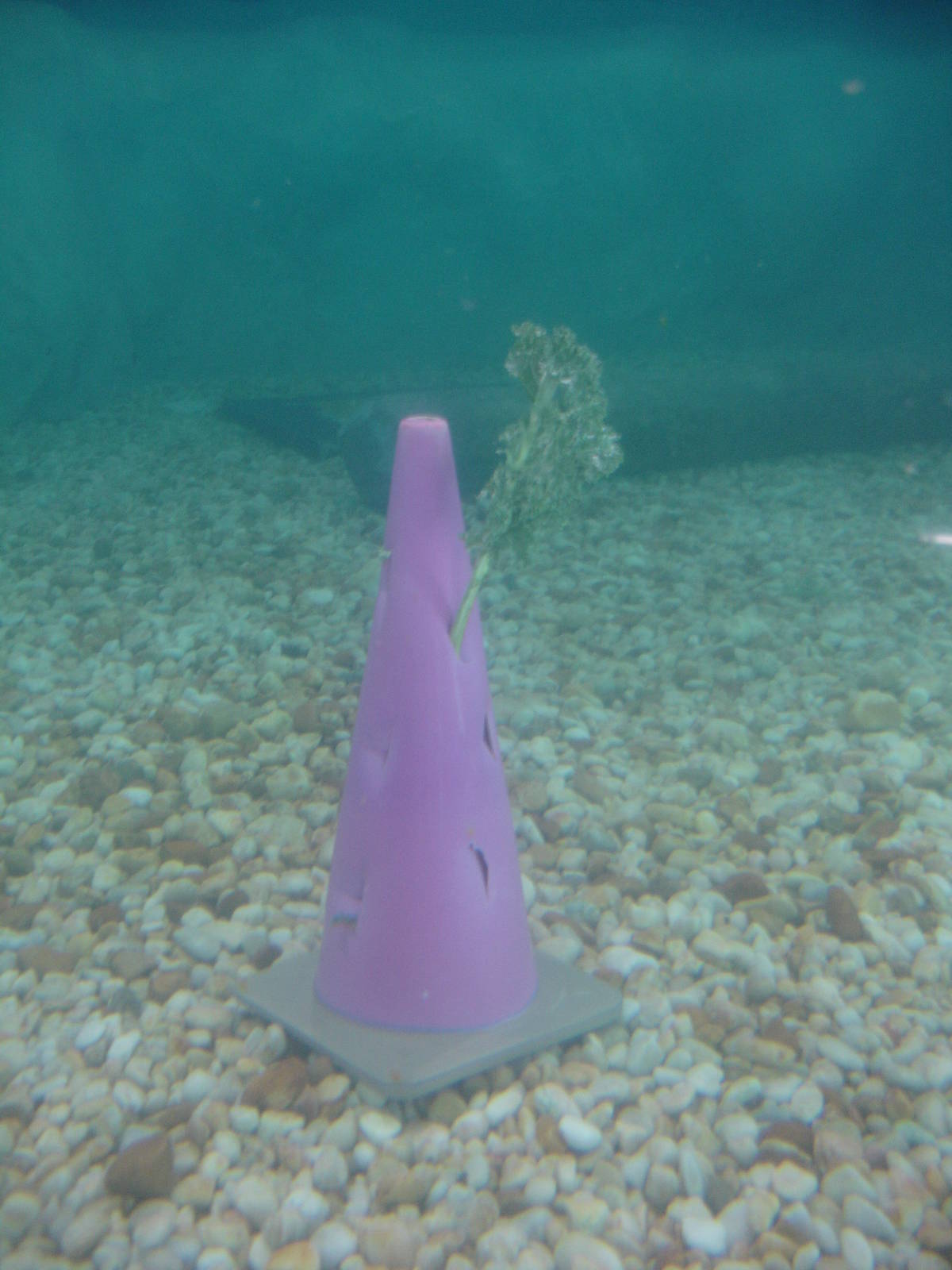 Traffic Cone turned into Manatee feeder