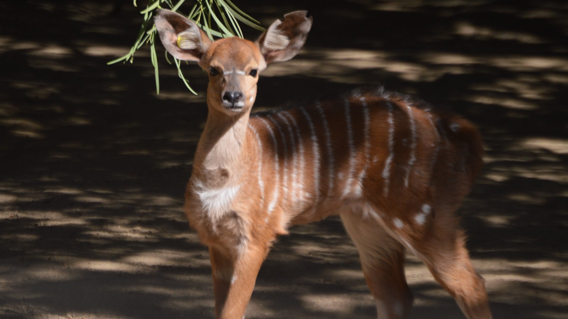 Tragelaphus angasii calf