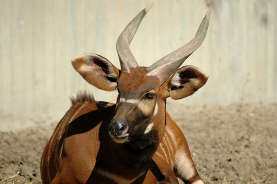 Tragelaphus eurycerus isaaci - Bongo (Zoo aquarium Madrid)