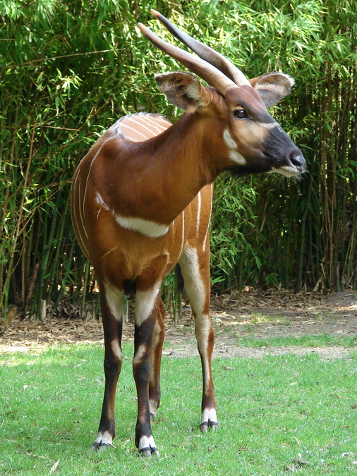 Tragelaphus eurycerus isaaci / Eastern bongo (female Xesilla)