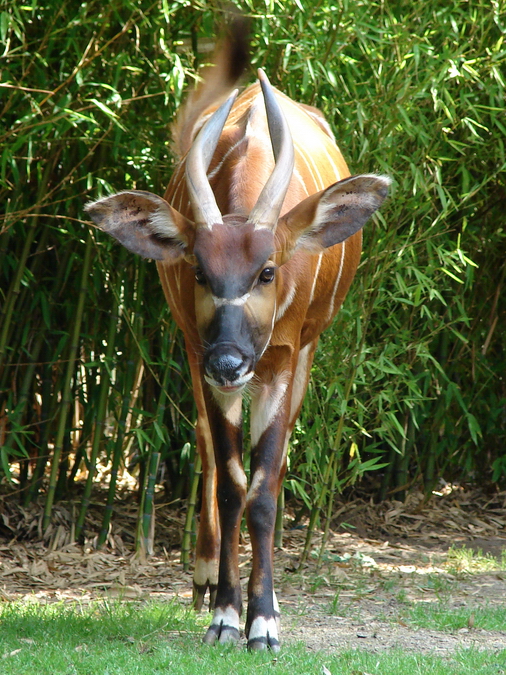 Tragelaphus eurycerus isaaci / Eastern bongo (female Xesilla)