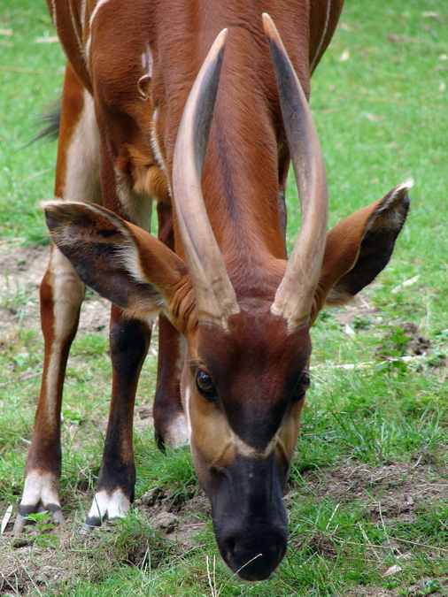 Tragelaphus eurycerus isaaci / Eastern bongo (female Xesilla)