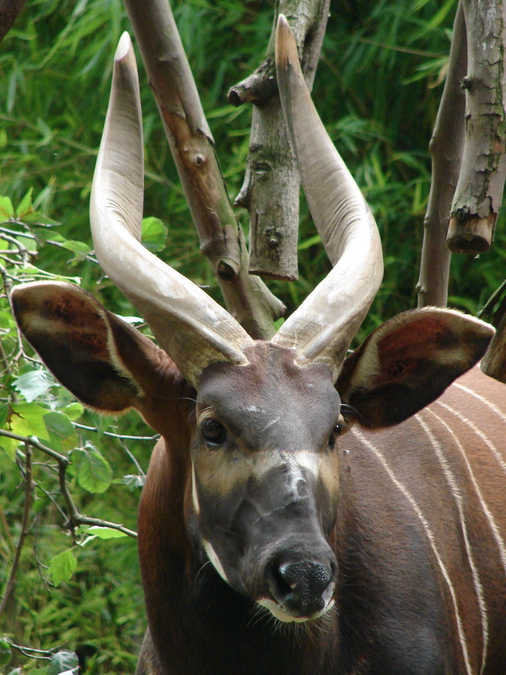 Tragelaphus eurycerus isaaci / Eastern bongo (male Oliver)