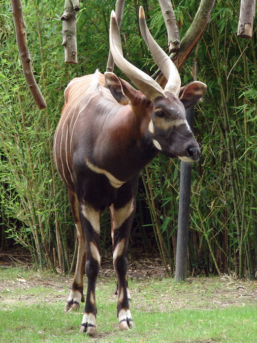 Tragelaphus eurycerus isaaci / Eastern bongo (male Oliver)
