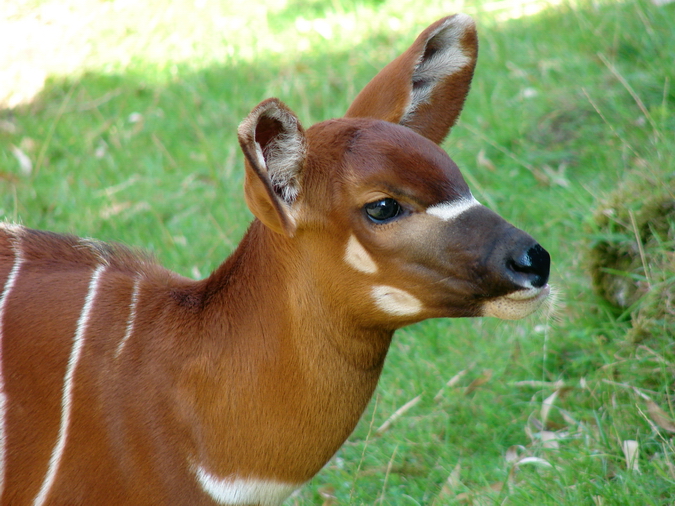 Tragelaphus eurycerus isaaci / Eastern bongo (young male Lika, born 19.06.2