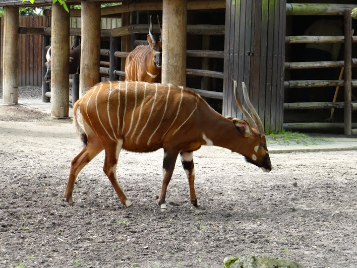 Tragelaphus eurycerus isaaci