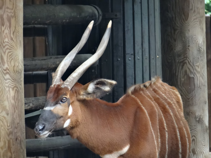 Tragelaphus eurycerus isaaci