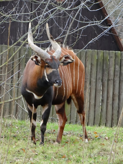 Tragelaphus eurycerus isaaci