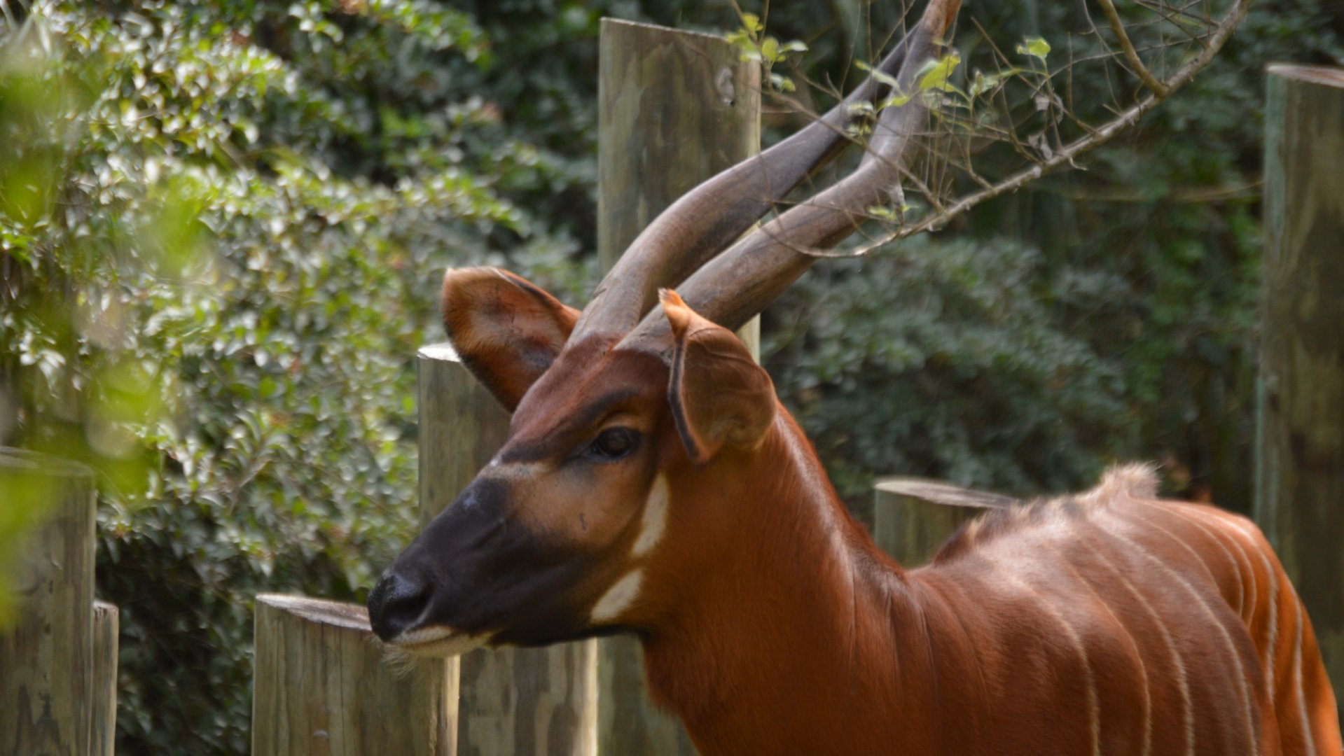 Tragelaphus eurycerus isaaci