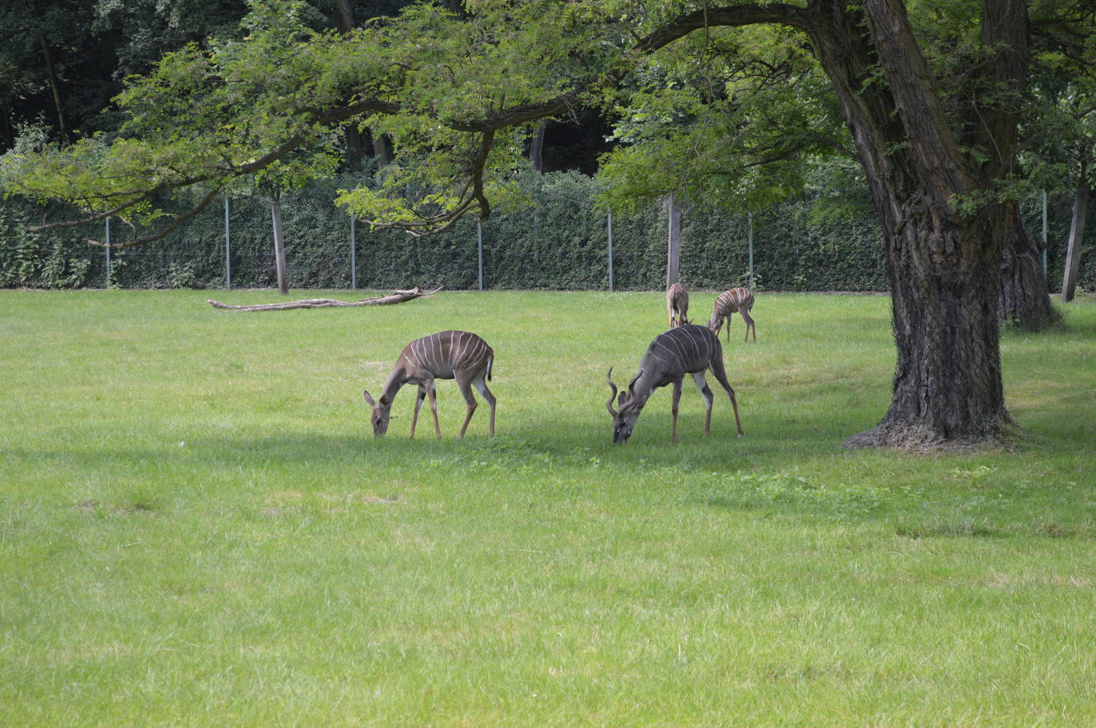 Tragelaphus imberbis