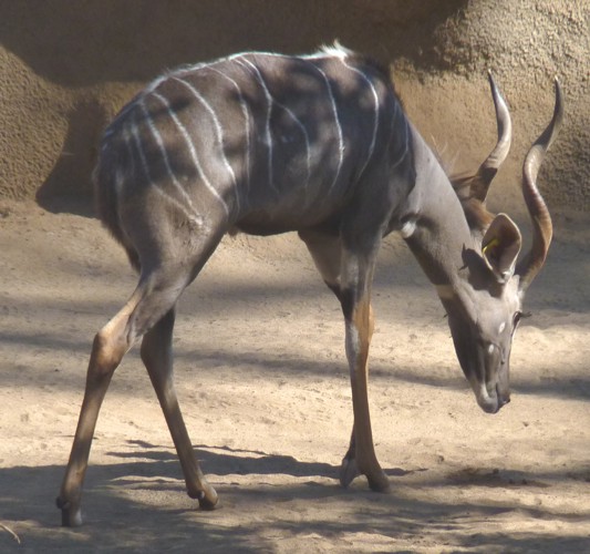 Tragelaphus imberbis