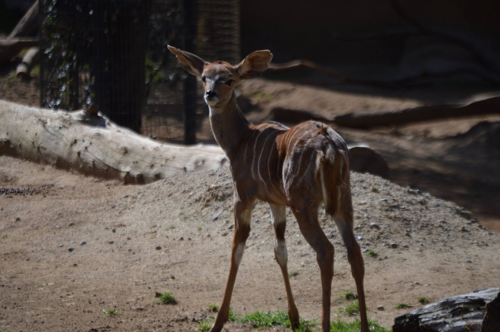 Tragelaphus imberbis