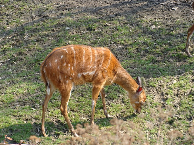 Tragelaphus spekei gratus
